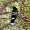 Zdjęcie z Australii - Currawong czyli strepera