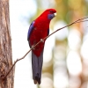 Australia - Belair NP - ptasia bonanza