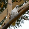 Zdjęcie z Australii - Oko w oko z kakadu żółtoczubą