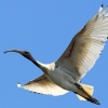 Zdjęcie z Australii - Ibis czarnopióry
