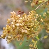 Zdjęcie z Australii - Flora