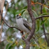 Zdjęcie z Australii - Miodożer maskowy czyli noisy miner