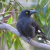 Zdjęcie z Australii - Currawong czyli strepera