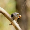Zdjęcie z Australii - Miodożer maskowy czyli noisy miner