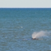 Zdjęcie z Australii - Waleń południowy w zatoce Encounter Bay