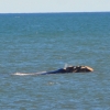 Zdjęcie z Australii - Jest i drugi wieloryb (Waleń południowy)
