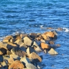 Zdjęcie z Australii - Focze skalki - na koncu widac baraszkujace foki