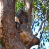 Zdjęcie z Australii - Koala numer 1 :)