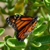 Zdjęcie z Australii - Fauna i flora 