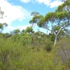 Zdjęcie z Australii - Onkaparinga River National Park