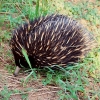 Zdjęcie z Australii - I jeszcze jedno ujecie