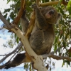 Zdjęcie z Australii - Nie chce byc fotografowany - spadam wyzej :)