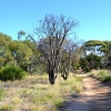 Zdjęcie z Australii - Hallett Cove Conservation Park