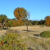 Zdjęcie z Australii - Hallett Cove Conservation Park