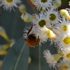 Zdjęcie z Australii - Fauna i flora 