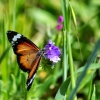 Zdjęcie z Australii - Fauna i flora 