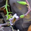 Zdjęcie z Australii - Fauna i flora 