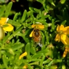 Zdjęcie z Australii - Fauna i flora 