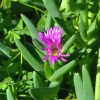 Zdjęcie z Australii - Kwitnie "lodowe ziele" (ice plant)