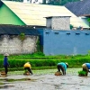 Zdjęcie z Indonezji - pierwsza wycieczka - do Ubud