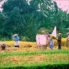 Zdjęcie z Indonezji - pola ryzowe