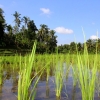 Zdjęcie z Indonezji - pola ryzowe