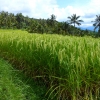 Zdjęcie z Indonezji - pola ryzowe - Ubud