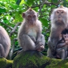 Zdjęcie z Indonezji - Ubud - Monkey Forest