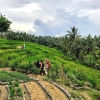 Zdjęcie z Indonezji - w drodze do Ulun Danu