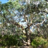 Zdjęcie z Australii - Tangari Regional Park