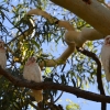 Zdjęcie z Australii - Kakadu sinookie