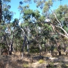 Zdjęcie z Australii - Australijski busz - Tangari Park