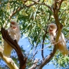 Zdjęcie z Australii - Kakadu sinookie