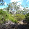 Zdjęcie z Australii - Australijski busz - Tangari Park