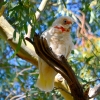 Zdjęcie z Australii - Kakadu sinooka