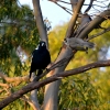 Zdjęcie z Australii - Awantura pomiedzy dzierzbowronem a miodojadami maskowymi