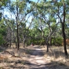 Zdjęcie z Australii - Sciezka przez Tangari park