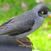 Zdjęcie z Australii - Miodożer maskowy czyli noisy miner