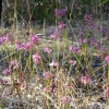 Zdjęcie z Australii - Kwitnaca flora