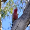 Zdjęcie z Australii - Kakadu różowa