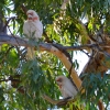 Zdjęcie z Australii - Kakadu sinookie