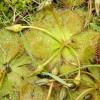 Zdjęcie z Australii - Owadozerne roslinki