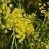 Zdjęcie z Australii - Australijska flora