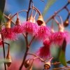 Zdjęcie z Australii - Kwitnie eukaliptus