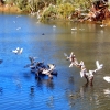 Zdjęcie z Australii - Kakadu sinookie na rzece Onkaparinga