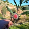 Zdjęcie z Australii - Kwiat hakei