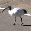 Zdjęcie z Australii - Ibis czarnopióry na ulicy w Old Noarlunga