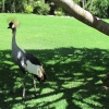 Zdjęcie z Hiszpanii - Loro Park