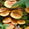 Zdjęcie z Polski - leśna flora