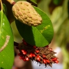 Zdjęcie z Grecji - urocza pozostałość po magnolii